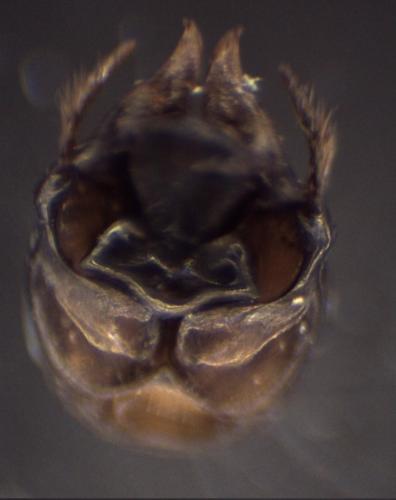 Eucera clypeata